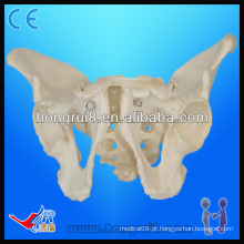 Modelos de esqueleto pélvico de tamanho natural, pelvis masculina para adultos